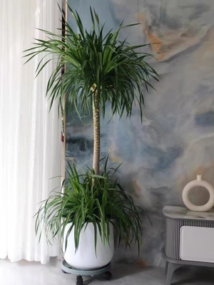深圳龙血树大型植物盆栽